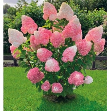 Гортензія волотиста `Лівін Пінк енд Роуз` | Hydrangea paniculata `Living Pink & Rose` | Гортензия метельчатая `Ливин Пинк энд Роуз`