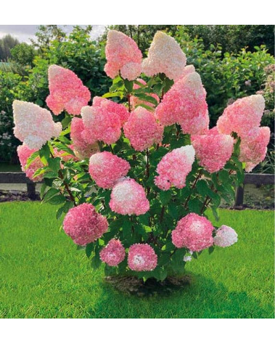 Гортензія волотиста `Лівін Пінк енд Роуз` | Hydrangea paniculata `Living Pink & Rose` | Гортензия метельчатая `Ливин Пинк энд Роуз`