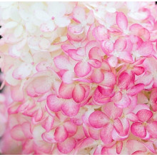 Гортензія волотиста `Лівін Пінк енд Роуз` | Hydrangea paniculata `Living Pink & Rose` | Гортензия метельчатая `Ливин Пинк энд Роуз`
