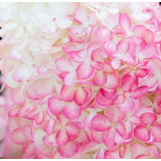 Гортензія волотиста `Лівін Пінк енд Роуз` | Hydrangea paniculata `Living Pink & Rose` | Гортензия метельчатая `Ливин Пинк энд Роуз`