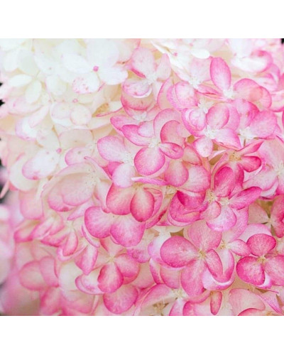 Гортензія волотиста `Лівін Пінк енд Роуз` | Hydrangea paniculata `Living Pink & Rose` | Гортензия метельчатая `Ливин Пинк энд Роуз`