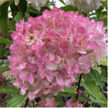 Гортензія волотиста `Лівін Пінк енд Роуз` | Hydrangea paniculata `Living Pink & Rose` | Гортензия метельчатая `Ливин Пинк энд Роуз`