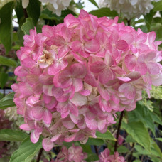 Гортензія волотиста `Лівін Пінк енд Роуз` | Hydrangea paniculata `Living Pink & Rose` | Гортензия метельчатая `Ливин Пинк энд Роуз`