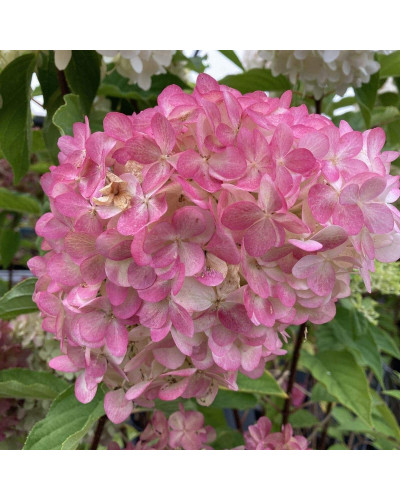 Гортензія волотиста `Лівін Пінк енд Роуз` | Hydrangea paniculata `Living Pink & Rose` | Гортензия метельчатая `Ливин Пинк энд Роуз`