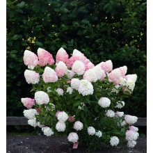 Гортензія волотиста `Лівін Пінк енд Роуз` | Hydrangea paniculata `Living Pink & Rose` | Гортензия метельчатая `Ливин Пинк энд Роуз`