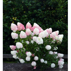 Гортензія волотиста `Лівін Пінк енд Роуз` | Hydrangea paniculata `Living Pink & Rose` | Гортензия метельчатая `Ливин Пинк энд Роуз`