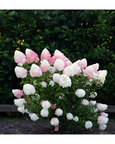 Гортензія волотиста `Лівін Пінк енд Роуз` | Hydrangea paniculata `Living Pink & Rose` | Гортензия метельчатая `Ливин Пинк энд Роуз`