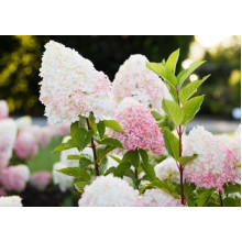 Гортензія волотиста `Лівін Пінк енд Роуз` | Hydrangea paniculata `Living Pink & Rose` | Гортензия метельчатая `Ливин Пинк энд Роуз`