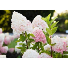 Гортензія волотиста `Лівін Пінк енд Роуз` | Hydrangea paniculata `Living Pink & Rose` | Гортензия метельчатая `Ливин Пинк энд Роуз`