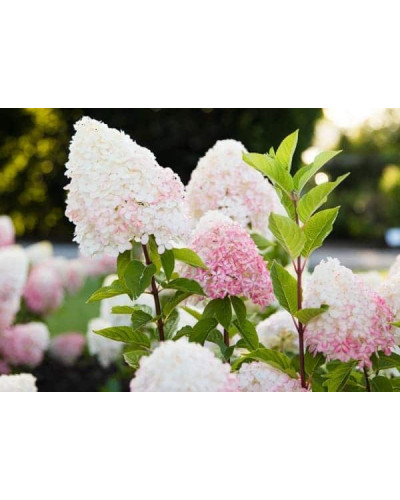 Гортензія волотиста `Лівін Пінк енд Роуз` | Hydrangea paniculata `Living Pink & Rose` | Гортензия метельчатая `Ливин Пинк энд Роуз`