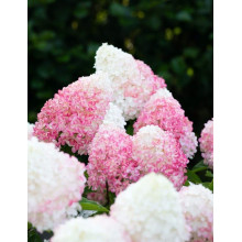 Гортензія волотиста `Лівін Пінк енд Роуз` | Hydrangea paniculata `Living Pink & Rose` | Гортензия метельчатая `Ливин Пинк энд Роуз`