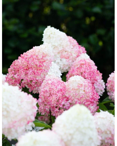 Гортензія волотиста `Лівін Пінк енд Роуз` | Hydrangea paniculata `Living Pink & Rose` | Гортензия метельчатая `Ливин Пинк энд Роуз`