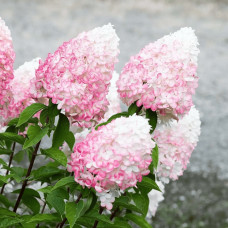 Гортензія волотиста `Лівін Пінк енд Роуз` | Hydrangea paniculata `Living Pink & Rose` | Гортензия метельчатая `Ливин Пинк энд Роуз`