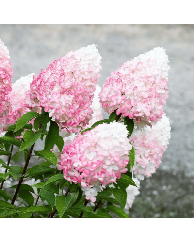 Гортензія волотиста `Лівін Пінк енд Роуз` | Hydrangea paniculata `Living Pink & Rose` | Гортензия метельчатая `Ливин Пинк энд Роуз`