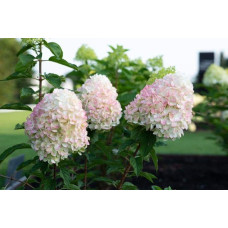 Гортензія волотиста `Лівін Пінк енд Роуз` | Hydrangea paniculata `Living Pink & Rose` | Гортензия метельчатая `Ливин Пинк энд Роуз`