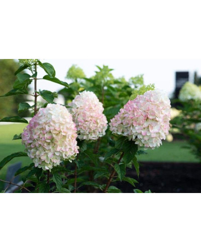 Гортензія волотиста `Лівін Пінк енд Роуз` | Hydrangea paniculata `Living Pink & Rose` | Гортензия метельчатая `Ливин Пинк энд Роуз`