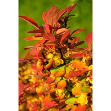 Барбарис тунберга Саммер Сансет / Барбарис тунберга | Berberis thunbergii Summer Sunset | Барбарис тунберга Саммер Сансет / Барбарис тунберга