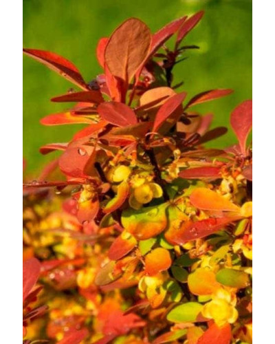 Барбарис тунберга Саммер Сансет / Барбарис тунберга | Berberis thunbergii Summer Sunset | Барбарис тунберга Саммер Сансет / Барбарис тунберга