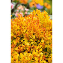 Барбарис тунберга Саммер Сансет / Барбарис тунберга | Berberis thunbergii Summer Sunset | Барбарис тунберга Саммер Сансет / Барбарис тунберга