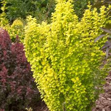 Барбарис тунберга Саммер Сансет / Барбарис тунберга | Berberis thunbergii Summer Sunset | Барбарис тунберга Саммер Сансет / Барбарис тунберга