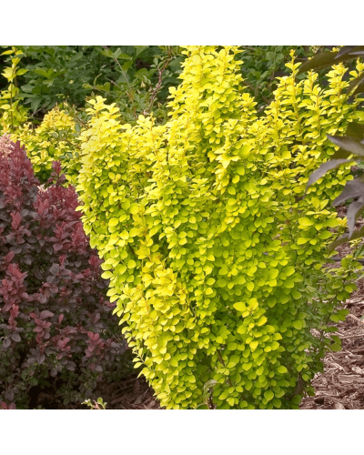 Барбарис тунберга Саммер Сансет / Барбарис тунберга | Berberis thunbergii Summer Sunset | Барбарис тунберга Саммер Сансет / Барбарис тунберга