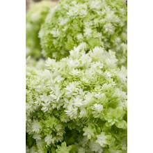Гортензія деревовидна ’Хайєс Старберст’|Hydrangea arborescens ’Hayes Starburst’|Гортензия древовидная ’Хайес Старберст’