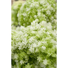 Гортензія деревовидна ’Хайєс Старберст’|Hydrangea arborescens ’Hayes Starburst’|Гортензия древовидная ’Хайес Старберст’