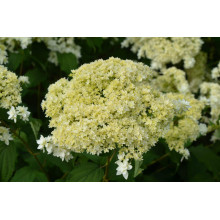 Гортензія деревовидна ’Хайєс Старберст’|Hydrangea arborescens ’Hayes Starburst’|Гортензия древовидная ’Хайес Старберст’