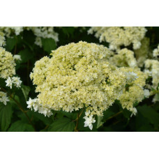 Гортензія деревовидна ’Хайєс Старберст’|Hydrangea arborescens ’Hayes Starburst’|Гортензия древовидная ’Хайес Старберст’