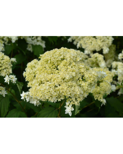 Гортензія деревовидна ’Хайєс Старберст’|Hydrangea arborescens ’Hayes Starburst’|Гортензия древовидная ’Хайес Старберст’