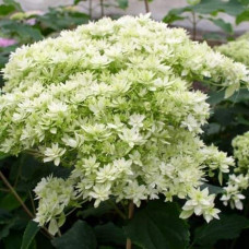 Гортензія деревовидна ’Хайєс Старберст’|Hydrangea arborescens ’Hayes Starburst’|Гортензия древовидная ’Хайес Старберст’
