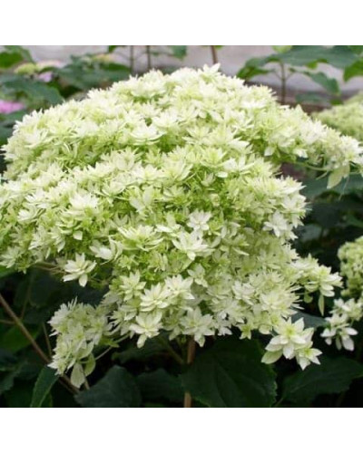 Гортензія деревовидна ’Хайєс Старберст’|Hydrangea arborescens ’Hayes Starburst’|Гортензия древовидная ’Хайес Старберст’