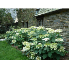 Гортензія деревовидна ’Хайєс Старберст’|Hydrangea arborescens ’Hayes Starburst’|Гортензия древовидная ’Хайес Старберст’