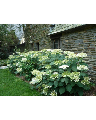 Гортензія деревовидна ’Хайєс Старберст’|Hydrangea arborescens ’Hayes Starburst’|Гортензия древовидная ’Хайес Старберст’