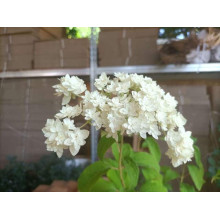 Гортензія деревовидна ’Хайєс Старберст’|Hydrangea arborescens ’Hayes Starburst’|Гортензия древовидная ’Хайес Старберст’