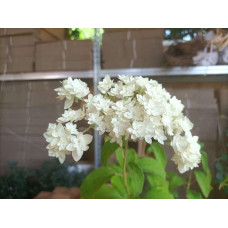 Гортензія деревовидна ’Хайєс Старберст’|Hydrangea arborescens ’Hayes Starburst’|Гортензия древовидная ’Хайес Старберст’
