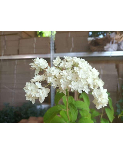 Гортензія деревовидна ’Хайєс Старберст’|Hydrangea arborescens ’Hayes Starburst’|Гортензия древовидная ’Хайес Старберст’