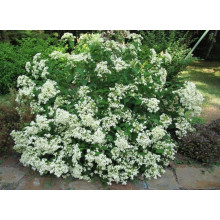 Гортензія деревовидна ’Хайєс Старберст’|Hydrangea arborescens ’Hayes Starburst’|Гортензия древовидная ’Хайес Старберст’