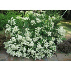 Гортензія деревовидна ’Хайєс Старберст’|Hydrangea arborescens ’Hayes Starburst’|Гортензия древовидная ’Хайес Старберст’
