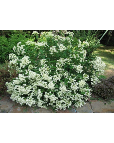 Гортензія деревовидна ’Хайєс Старберст’|Hydrangea arborescens ’Hayes Starburst’|Гортензия древовидная ’Хайес Старберст’