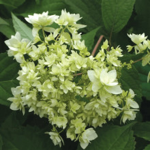 Гортензія деревовидна ’Хайєс Старберст’|Hydrangea arborescens ’Hayes Starburst’|Гортензия древовидная ’Хайес Старберст’
