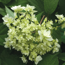 Гортензія деревовидна ’Хайєс Старберст’|Hydrangea arborescens ’Hayes Starburst’|Гортензия древовидная ’Хайес Старберст’