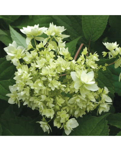 Гортензія деревовидна ’Хайєс Старберст’|Hydrangea arborescens ’Hayes Starburst’|Гортензия древовидная ’Хайес Старберст’