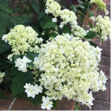 Гортензія деревовидна ’Хайєс Старберст’|Hydrangea arborescens ’Hayes Starburst’|Гортензия древовидная ’Хайес Старберст’
