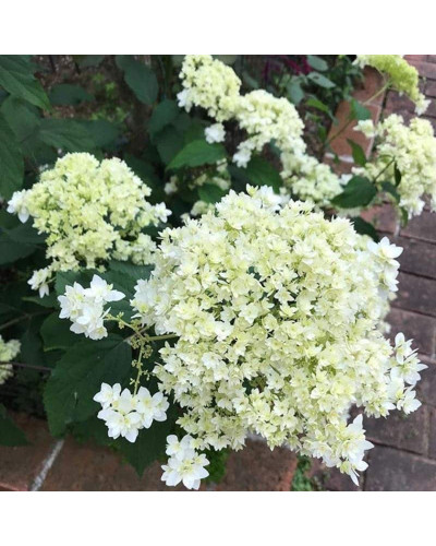 Гортензія деревовидна ’Хайєс Старберст’|Hydrangea arborescens ’Hayes Starburst’|Гортензия древовидная ’Хайес Старберст’