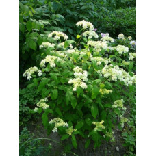 Гортензія деревовидна ’Хайєс Старберст’|Hydrangea arborescens ’Hayes Starburst’|Гортензия древовидная ’Хайес Старберст’