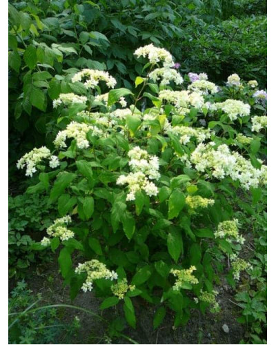 Гортензія деревовидна ’Хайєс Старберст’|Hydrangea arborescens ’Hayes Starburst’|Гортензия древовидная ’Хайес Старберст’