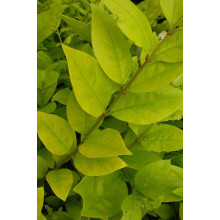 Бирючина гібридна Вікарій | Бирючина гибридная Викарий | Ligustrum Vicaryi