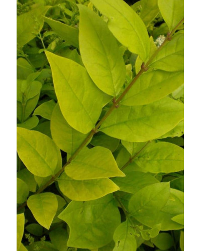 Бирючина гібридна Вікарій | Бирючина гибридная Викарий | Ligustrum Vicaryi