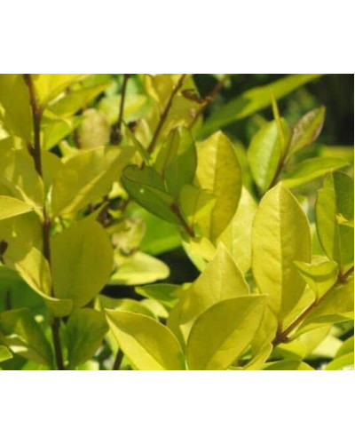 Бирючина гібридна Вікарій | Бирючина гибридная Викарий | Ligustrum Vicaryi